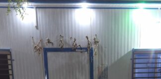 મોરબી તાલુકા પોલીસની કામગીરી, ચોરાઉ બાઇક સાથે રીઢો વાહન ચોર પકડાયો