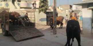 મોરબી મનપા પ્રાણી રંજાડ અંકુશ શાખાએ ૨,૨૮૭ રખડતાં પશુઓ પકડ્યા