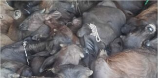 માળીયા-હળવદ માર્ગ પરથી કતલ માટે લઈ જવાતા ૩૮ પશુઓને ગૌરક્ષકોએ બચાવ્યા