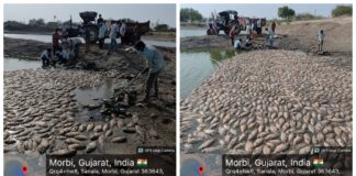મોરબી મનપાની SWM શાખાની સ્વચ્છતા અને ઘન કચરા અંગે નોંધપાત્ર કામગીરી